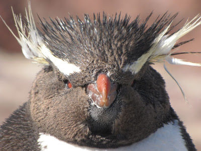 Les gorfous sauteurs de l’Isla Pingüino