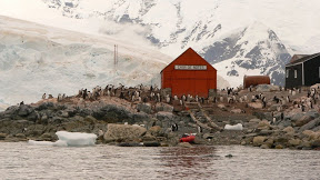 Antarctique : "J’ai faim Maman!"