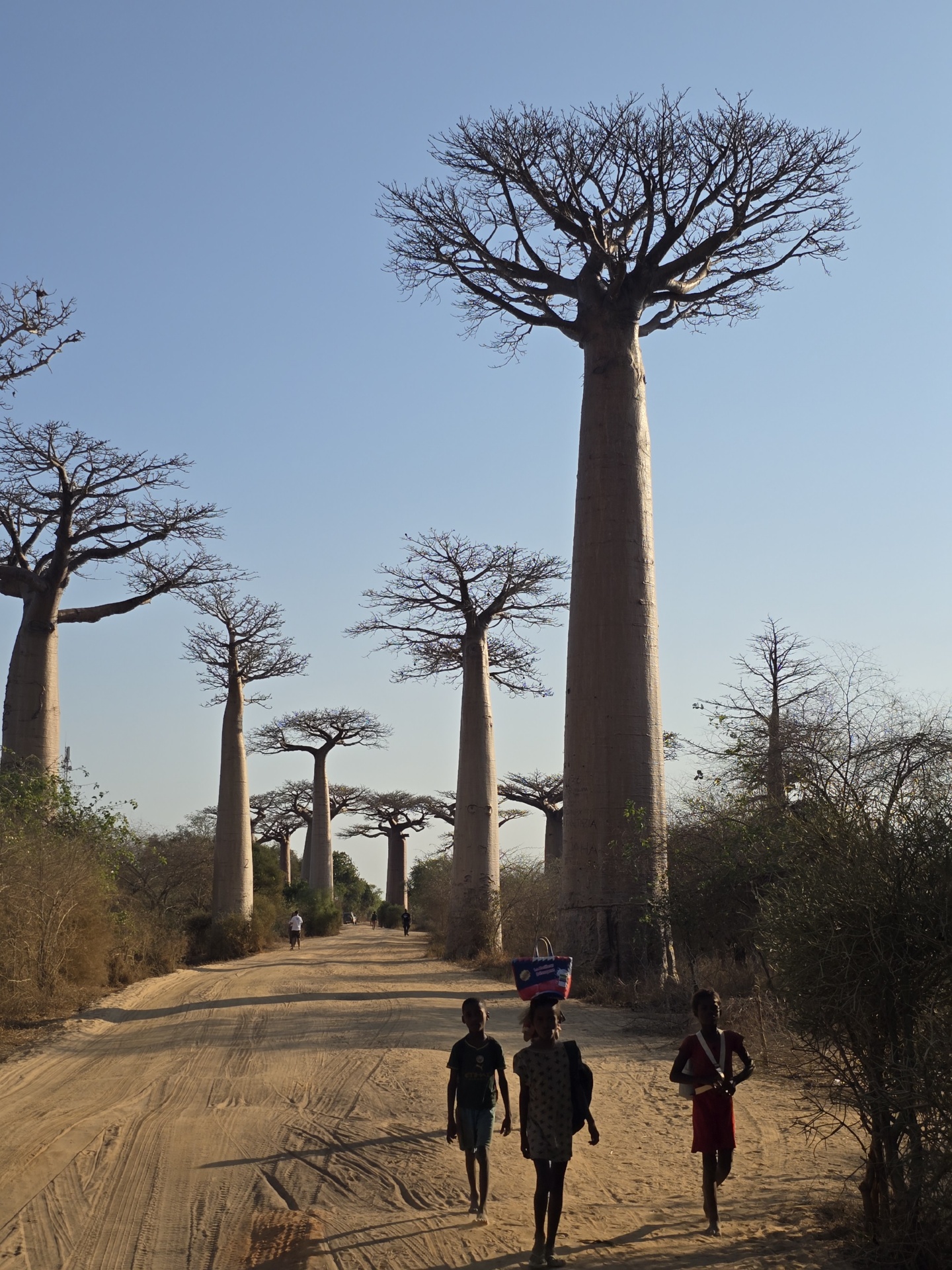 L all e Des Baobabs Simon Voyage