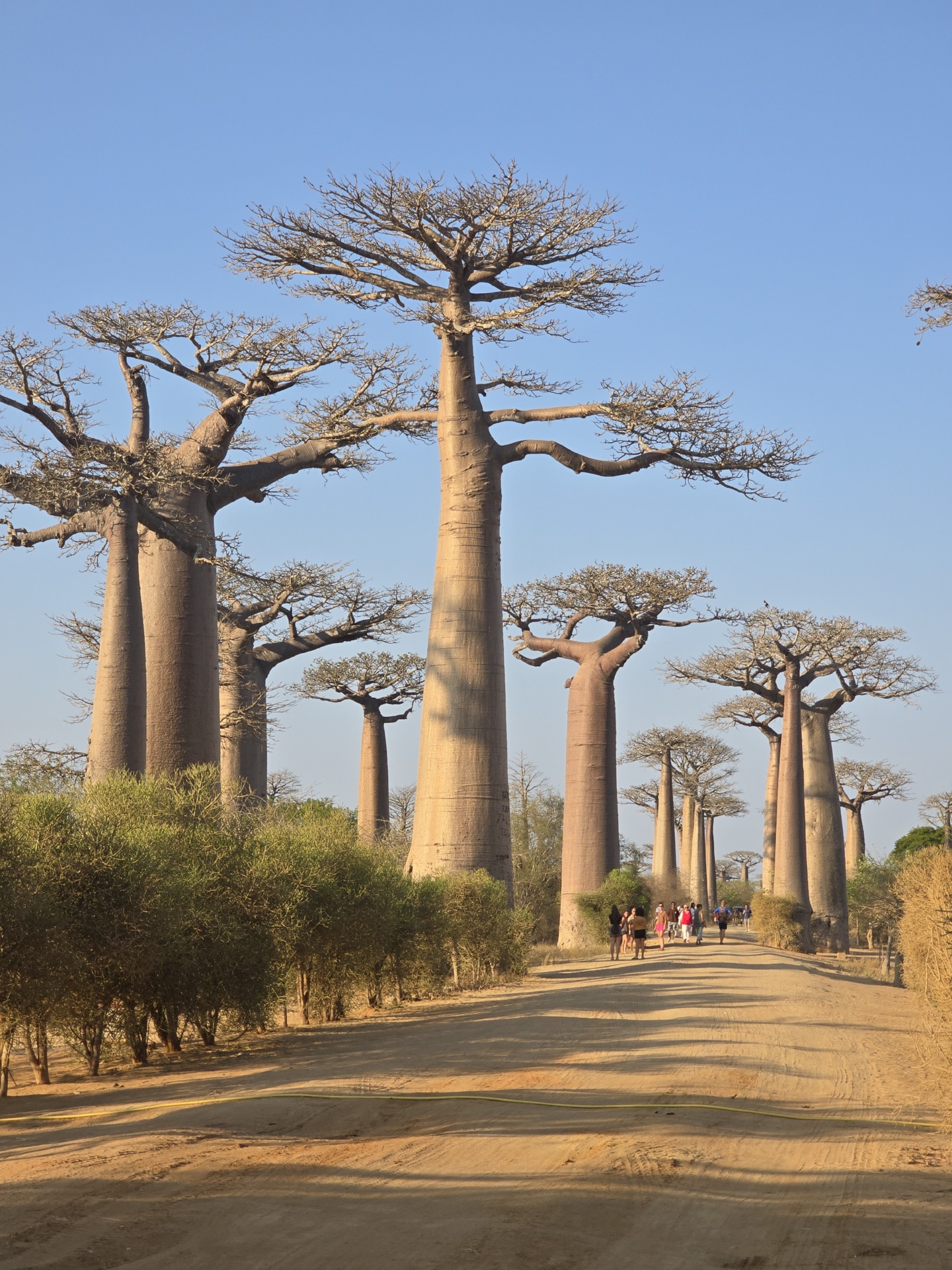 L’allée des Baobabs