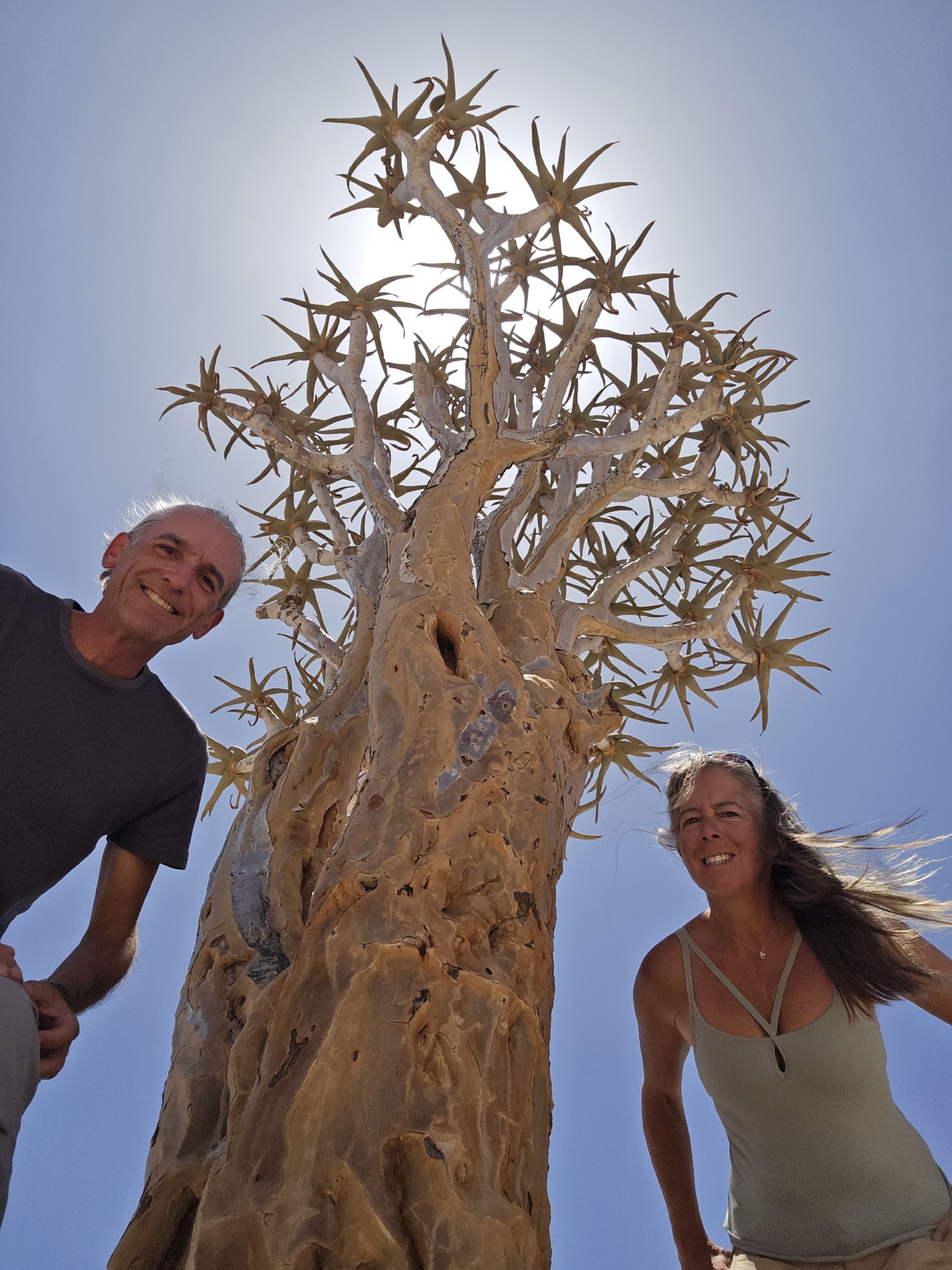 Arbre à Carquois : Un Vestige Unique du Désert du Namib